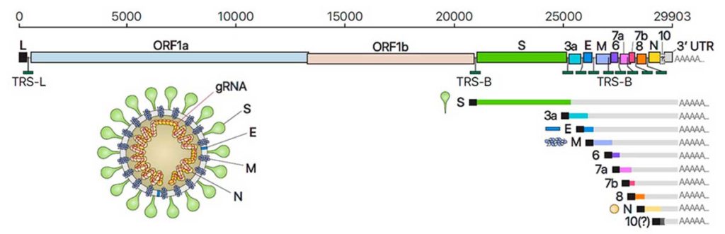 Imagen que ilustra el genoma del SARS-CoV-2