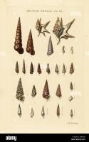 Estas son las distintas formas y tamaños de una Turritella.