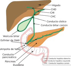 Gracias a este esquema podemos ver gráficamente como la bilis primero es generada por el hígado, después llevada a la vesícula y posteriormente, tras pasar por todo el conducto biliar común, es llevada al intestino delgado. 