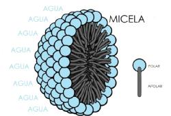Debido a esta estructura que aísla la partícula de grasa introduciéndola dentro de la micela.