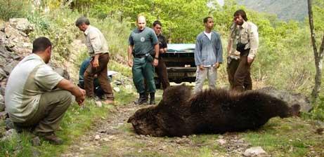 oso pardo muerto